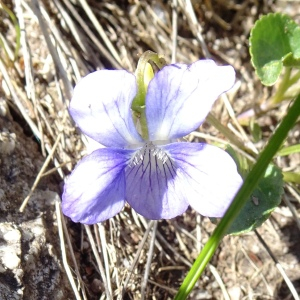 Photographie n°3161299 du taxon Viola canina L. [1753]