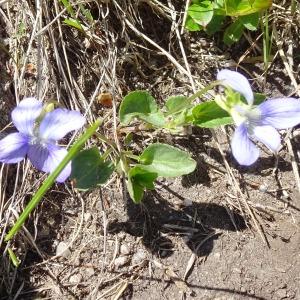 Photographie n°3161302 du taxon Viola canina L. [1753]