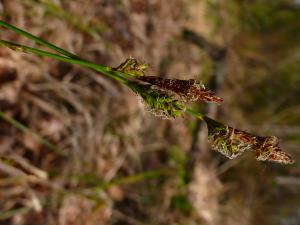 lorichin, le  9 avril 2025 (Belloc (bois de Lafage))