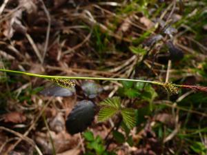 lorichin, le  9 avril 2025 (Belloc (bois de Lafage))