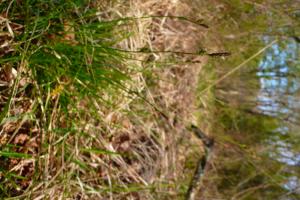 lorichin, le  9 avril 2025 (Belloc (bois de Lafage))