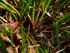 lorichin, le  9 avril 2025 (Belloc (bois de Lafage))