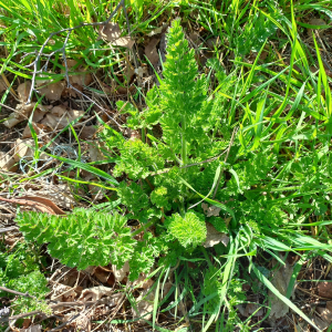 Christine Jourdan, le  9 avril 2025 (Beaumont)