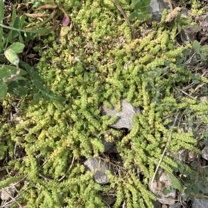 Photographie n°3162440 du taxon Valantia muralis L. [1753]