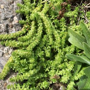 Photographie n°3162441 du taxon Valantia muralis L. [1753]