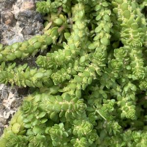 Photographie n°3162442 du taxon Valantia muralis L. [1753]