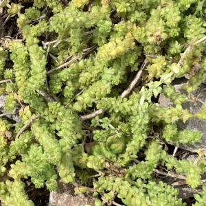 Photographie n°3162444 du taxon Valantia muralis L. [1753]