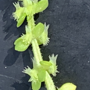 Photographie n°3162448 du taxon Valantia muralis L. [1753]