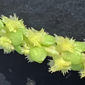 Photographie n°3162451 du taxon Valantia muralis L. [1753]