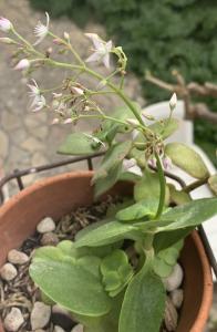 Liliane Roubaudi, le 11 avril 2025 (Saint-Pierre-la-Mer)