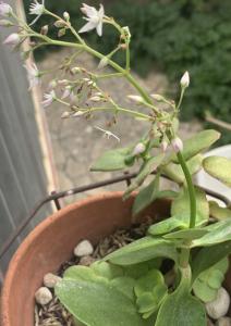 Liliane Roubaudi, le 11 avril 2025 (Saint-Pierre-la-Mer)
