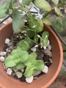 Liliane Roubaudi, le 11 avril 2025 (Saint-Pierre-la-Mer)