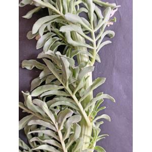 Reseda alba-IMG_0031.JPG