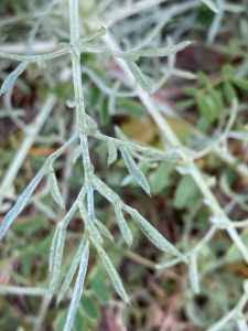 Jean-Louis Verrier, le 14 avril 2025 (Douelle)