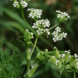 Photographie n°3168836 du taxon Anthriscus caucalis var. caucalis