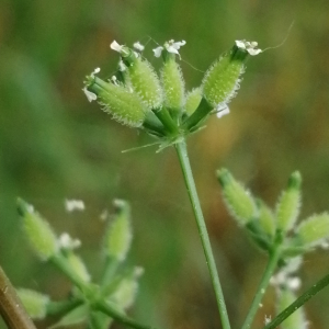 Photographie n°3168837 du taxon Anthriscus caucalis var. caucalis