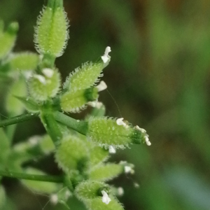 Photographie n°3168838 du taxon Anthriscus caucalis var. caucalis