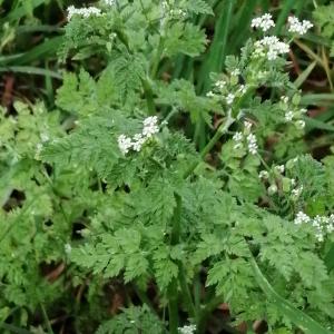 Photographie n°3168839 du taxon Anthriscus caucalis var. caucalis