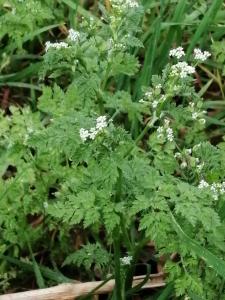 Patrick Ressayre, le 13 avril 2025 (Vaulx-en-Velin)