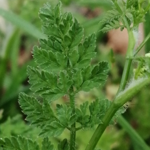  - Anthriscus caucalis var. caucalis