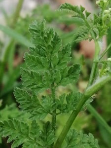 Patrick Ressayre, le 13 avril 2025 (Vaulx-en-Velin)