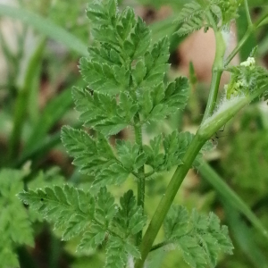  - Anthriscus caucalis var. caucalis