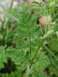 Patrick Ressayre, le 13 avril 2025 (Vaulx-en-Velin)