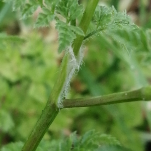  - Anthriscus caucalis var. caucalis
