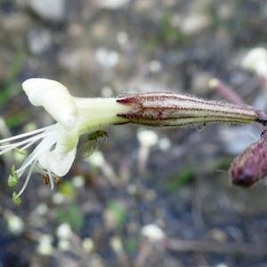 Photographie n°3168857 du taxon Silene italica (L.) Pers. [1805]