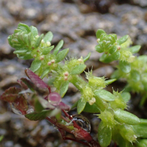 Photographie n°3169116 du taxon Valantia muralis L. [1753]