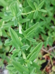 Patrick Ressayre, le 13 avril 2025 (Vaulx-en-Velin)