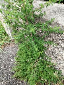 Patrick Ressayre, le 13 avril 2025 (Vaulx-en-Velin)