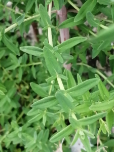 Patrick Ressayre, le 13 avril 2025 (Vaulx-en-Velin)