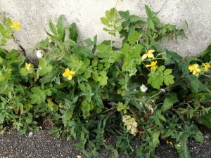 Patrick Ressayre, le 12 avril 2025 (Vaulx-en-Velin)