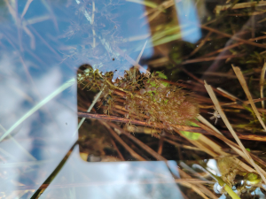 ClemEy, le 18 avril 2025 (Le Grand-Lemps (Tourbière du Grand Lemps))