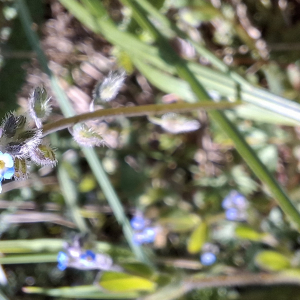 Photographie n°3175660 du taxon Myosotis arvensis (L.) Hill [1764]