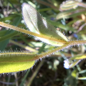 Photographie n°3175661 du taxon Myosotis arvensis (L.) Hill [1764]