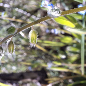 Photographie n°3175662 du taxon Myosotis arvensis (L.) Hill [1764]