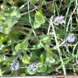 Photographie n°3175663 du taxon Myosotis arvensis (L.) Hill [1764]