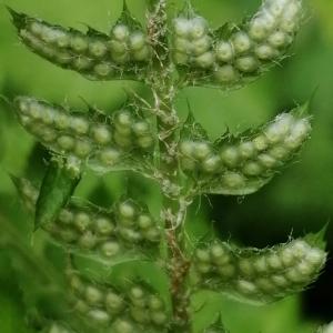 Photographie n°3176961 du taxon Polystichum setiferum (Forssk.) T.Moore ex Woyn. [1913]