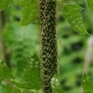 Photographie n°3176962 du taxon Polystichum setiferum (Forssk.) T.Moore ex Woyn. [1913]