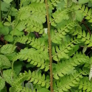 Photographie n°3176963 du taxon Polystichum setiferum (Forssk.) T.Moore ex Woyn. [1913]