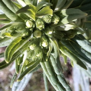 Photographie n°3178117 du taxon Lithospermum officinale L. [1753]