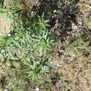 Photographie n°3178118 du taxon Lithospermum officinale L. [1753]