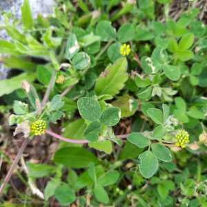 Photographie n°3178198 du taxon Medicago lupulina L.