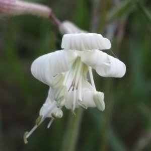 Photographie n°3178265 du taxon Silene italica (L.) Pers. [1805]