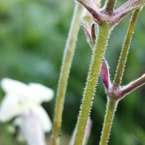 Photographie n°3178266 du taxon Silene italica (L.) Pers. [1805]
