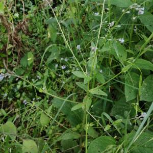 Photographie n°3178289 du taxon Myosotis arvensis (L.) Hill [1764]