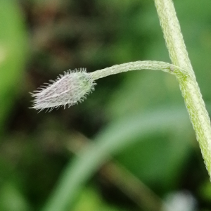 Photographie n°3178290 du taxon Myosotis arvensis (L.) Hill [1764]