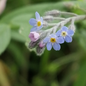 Photographie n°3178291 du taxon Myosotis arvensis (L.) Hill [1764]